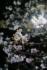  cherry blossom