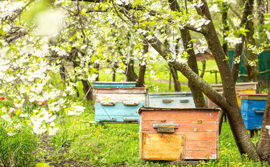 old wooden hives on apiary under flower blooming cherry tree. Hives bloom ingesday in spring. Honey harvest in flowering gardens. Collecting floral spring honey