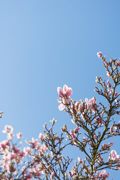 Magnolia