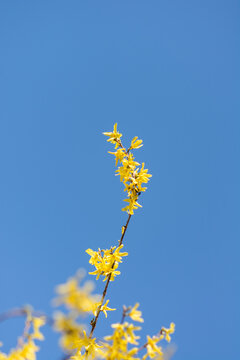 Printemps