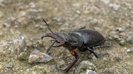 natural stag beetle insect macro photo