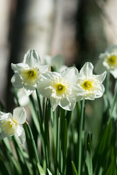 Trio de tulipes