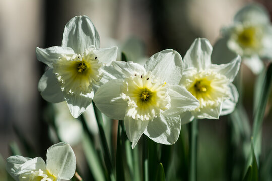 Trio de tulipes