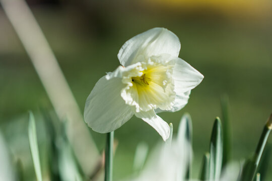 Tulipe