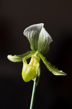 Orchid&eacute;e