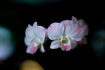Get closer to Gorgeous Soft Pink Dendrobium Orchid