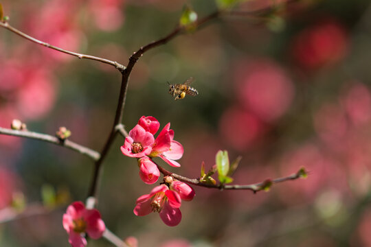 Abeille