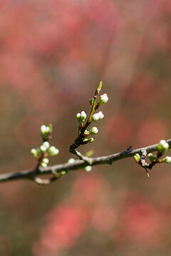 Bourgeons