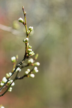 Bourgeons