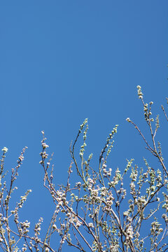 Arbre