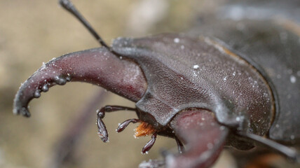 natural stag beetle insect macro photo