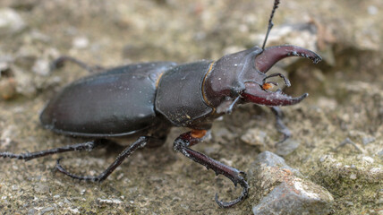 natural stag beetle insect macro photo