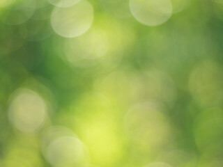 Obraz premium Natural outdoors bokeh background in green and yellow tones, Blurred green tree leaf background with bokeh