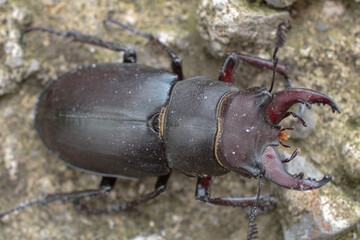 natural stag beetle insect macro photo
