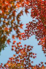 Ueno's Park in Japan a place with regional items and spiritual vibe