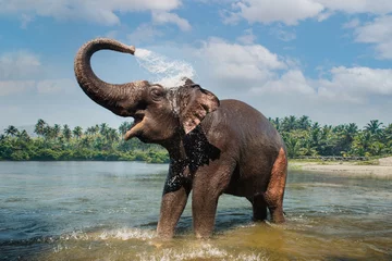 Fototapeten Elefant wäscht und spritzt Wasser durch den Rüssel im Fluss © gilitukha