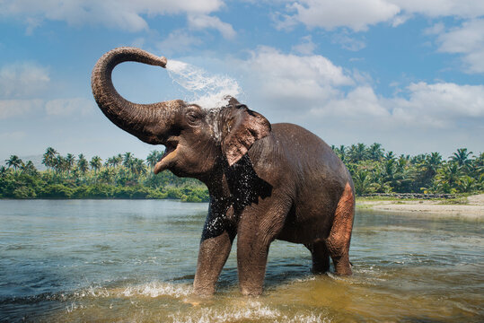 Elephant washing and splashing water through the trunk in the river 