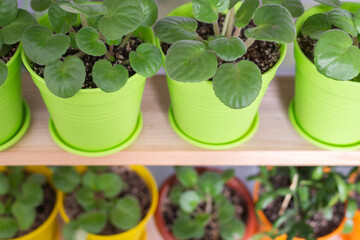 Flowers in pots on the windowsill