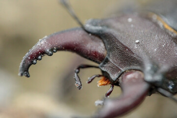 natural stag beetle insect macro photo