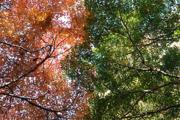 Shinjuku's Park in Japan a place full of nature and colors