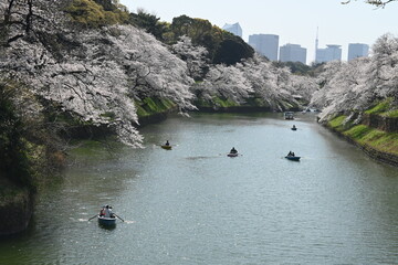 東京 桜満開の千鳥ヶ淵