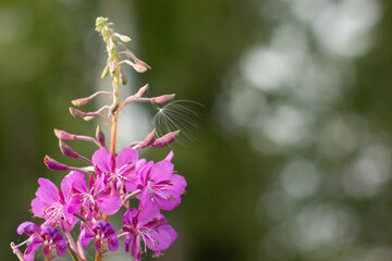 Nature with copy space using as background for design.