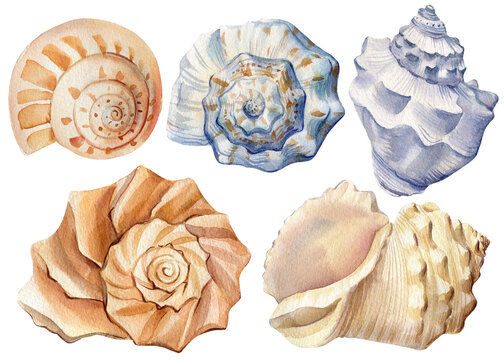 Set Seashells on isolated white background, watercolor illustration