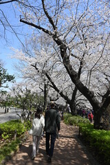 東京 桜満開の千鳥ヶ淵