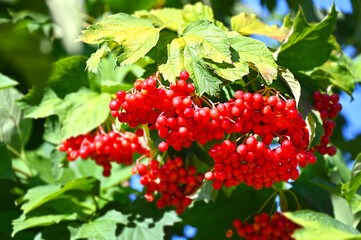 Some ripe viburnum on branch