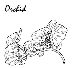 Hand drawn black outline bouquet with orchid. Orchids sketch. Hand drawn outline converted to vector.
