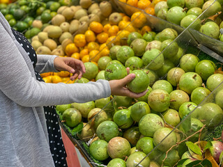 Pregnant woman choosing ripe cainito or star apple fruit at tropical market