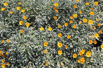 SPRING  DAYS 
grow fragrant yellow flowers