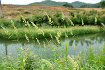 바람에 흔들리는 들풀