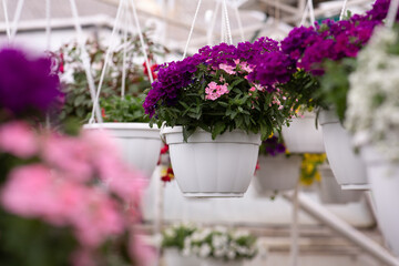 Fototapeta na wymiar Care for garden, growing flowers in greenhouse, flower production on farm