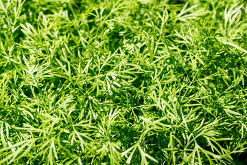 Young growing dill sprouted from seed in garden. Spring or summer herbs background with copy space