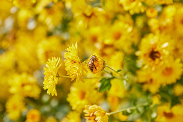 Small Bee on Yellow Chrysanthemum Flower or Mums Flower Garden on Natural Light