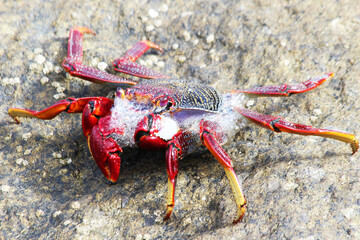 rote_Klippenkrabbe