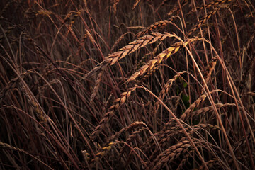 Getreidefeld,  grain field,
