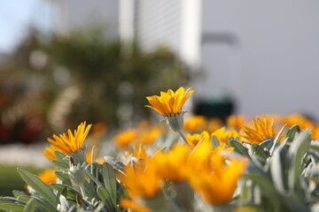 SPRING  DAYS 
grow fragrant yellow flowers