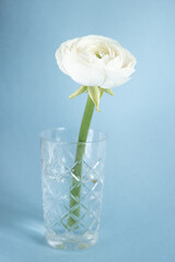White ranunculus in vase against pastel blue background, beautiful spring flower, vintage card, vertical