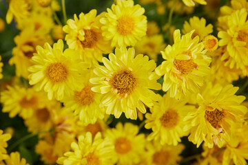 Zoom View Chrysanthemum Flower or Mums Flower Background