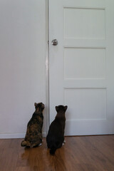 Domestic kitty cats are sitting at the door waiting for owner to let them go outside