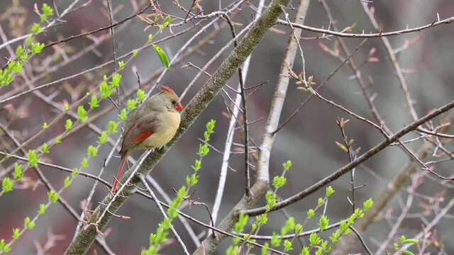 Female Cardinal perching on branch 