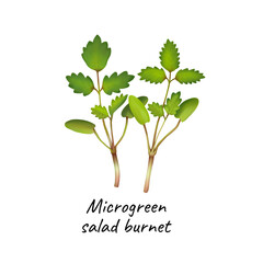 Obraz premium Young microgreen salad burnet sprouts, salad burnet microgreen growing, young green leaves, healthy lifestyle concept, vegan healthy food. Realistic illustration by hand isolated on white background.