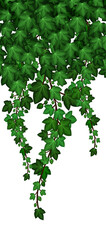 Ivy foliage pattern. Green ivy leaves and hanging branches, natural plant wall. Vector illustration