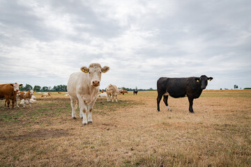 Trockenheit - Dürre, Kühe und Rinder auf einer verdorrten Weide, landwirtschaftliches Symbolfoto. © Countrypixel