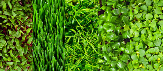 Microgreen of wheat, peas, sunflowers, amaranth, beets and basil close up. Texture of green stems and leaves. Different types of sprouts.