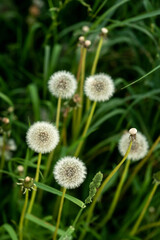 White pretty flowers fluffy dandelion