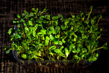 Young sunflower sprouts close up. Green shoots of sprouted grains. Texture of sprouts on a black background. Contrasting dramatic light as an artistic effect.