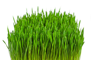 Wheat microgreen isolated on a white background. Texture of green stems close up.